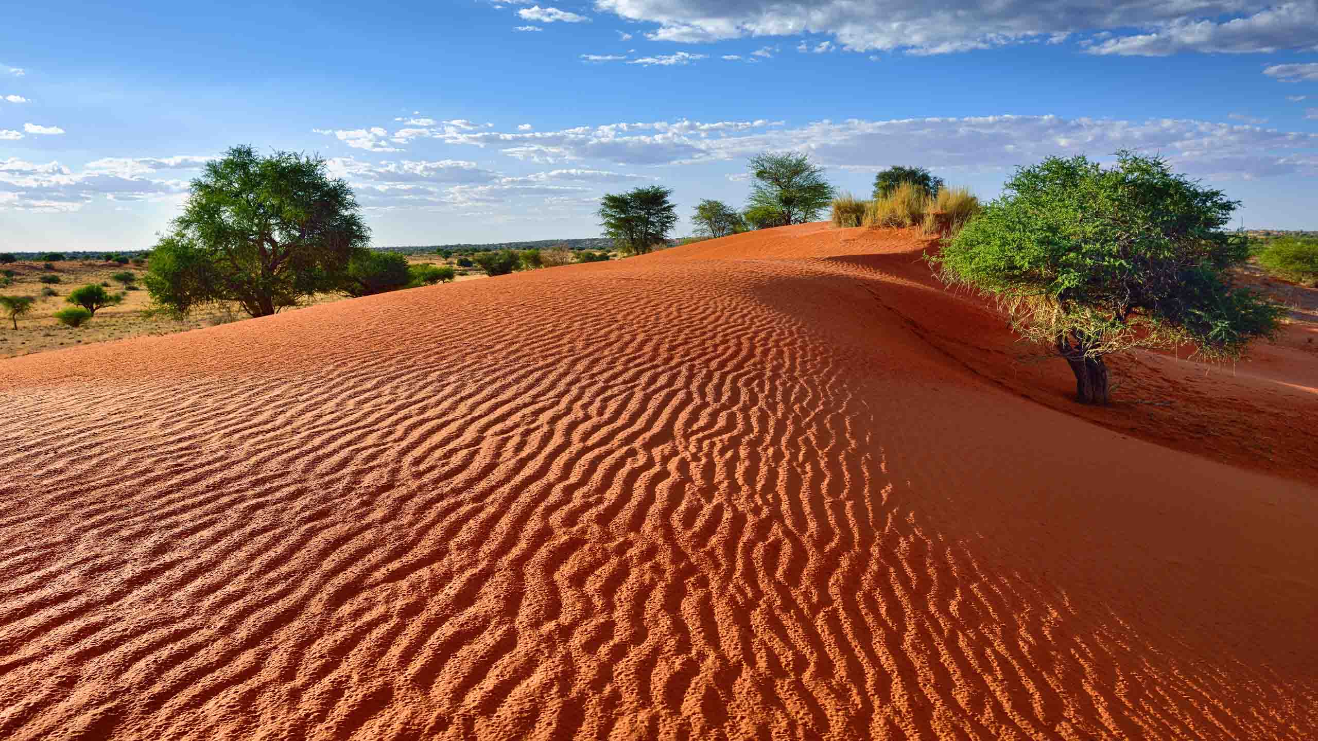 Kalahari Desert